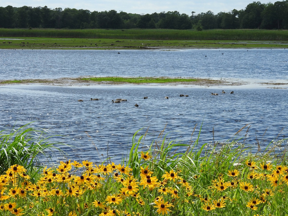 Black-eyed Susans along the Wildlife Drive
