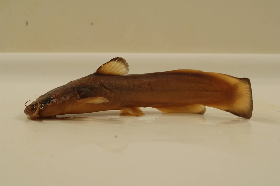 Noturus insignis-3