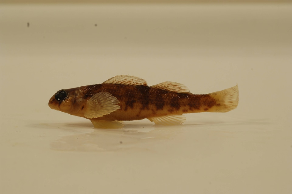 Etheostoma inscriptum