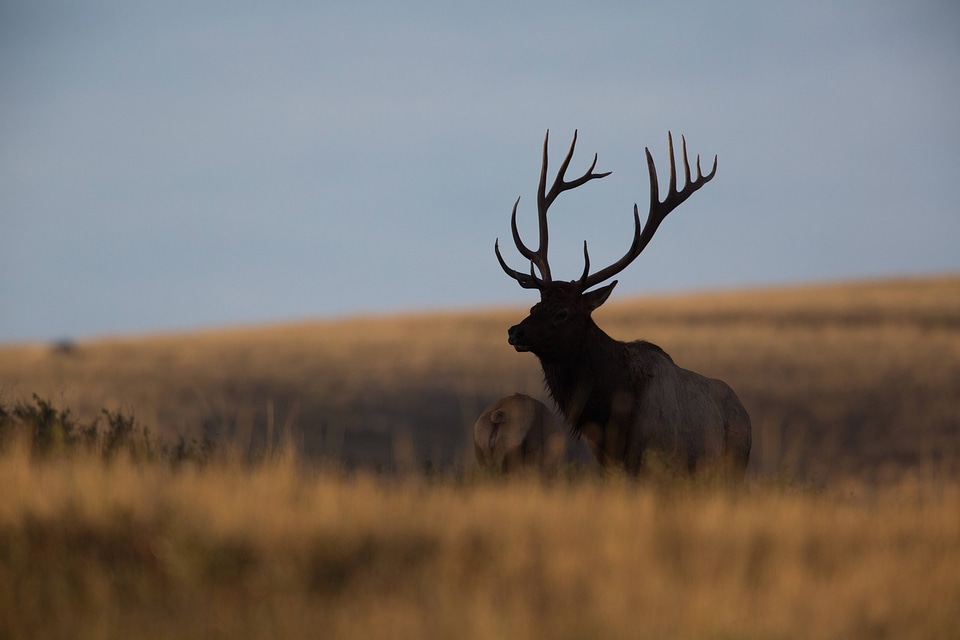 Bull Elk silhouette-3