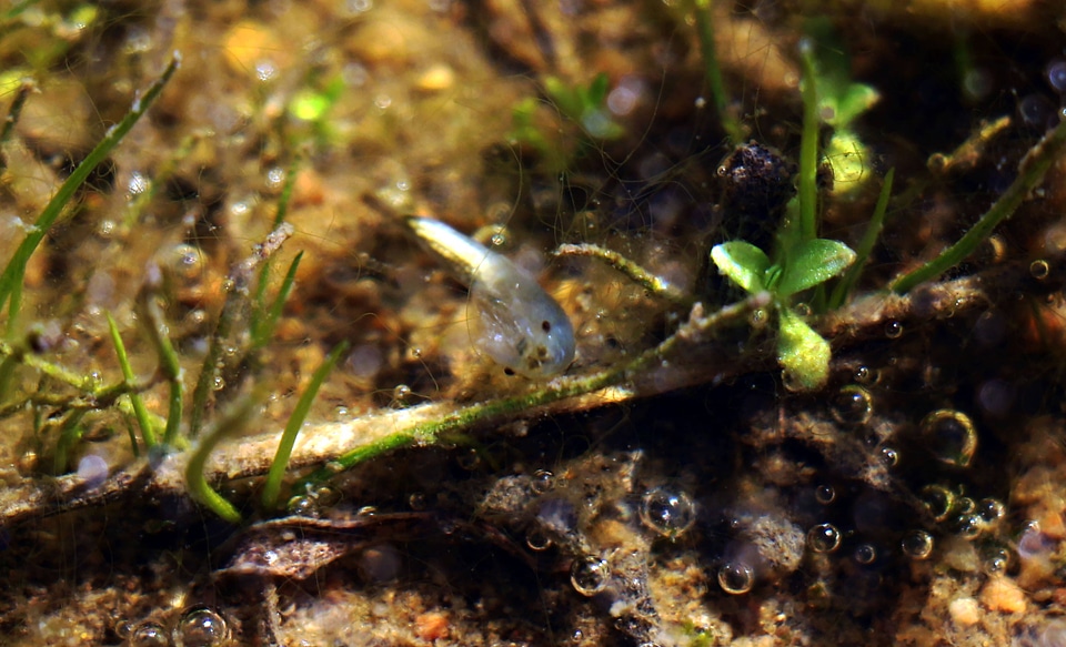San Diego fairy shrimp-1