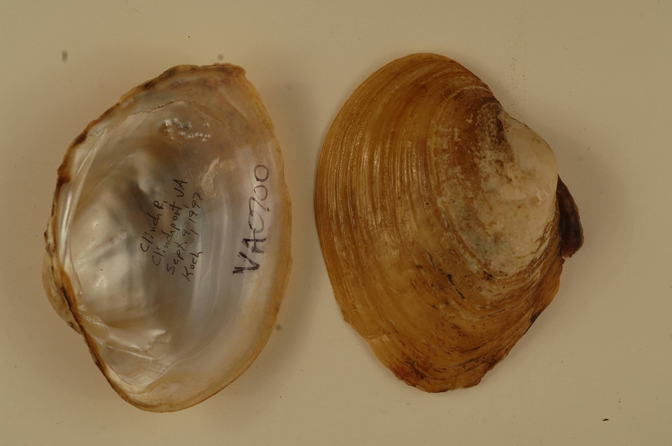 Lampsilis ovata-2