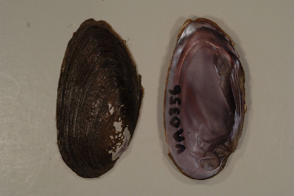 Elliptio dilatata-1