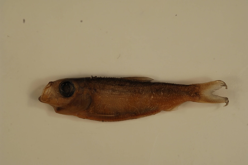 Alosa pseudoharengus-1