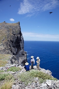 Nihoa Millerbird Translocation-1
