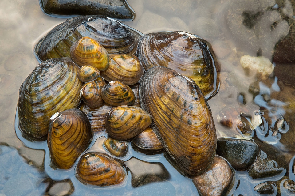 Freshwater mussels-2