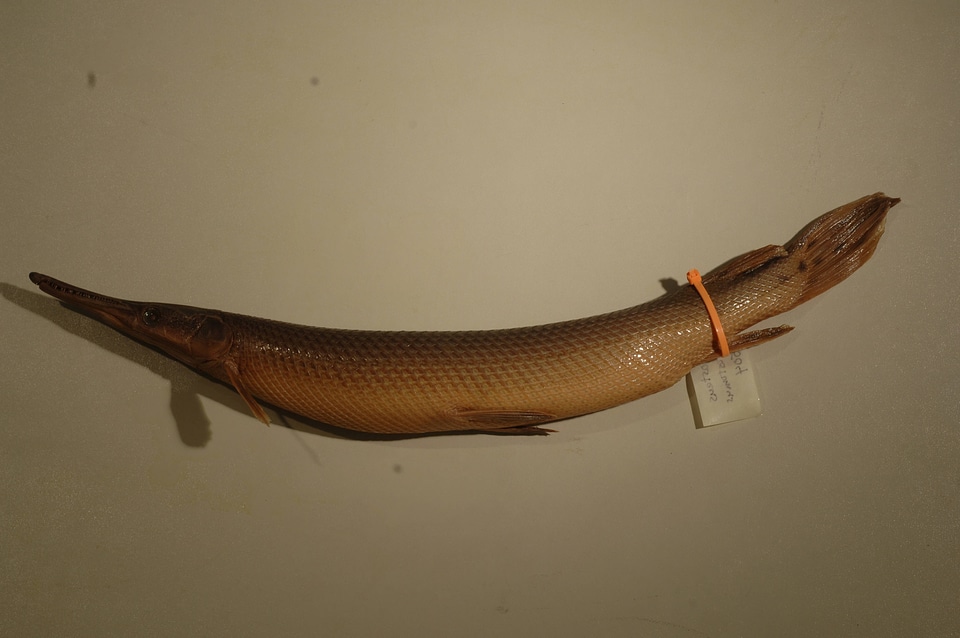 Lepisosteus platostomus-2