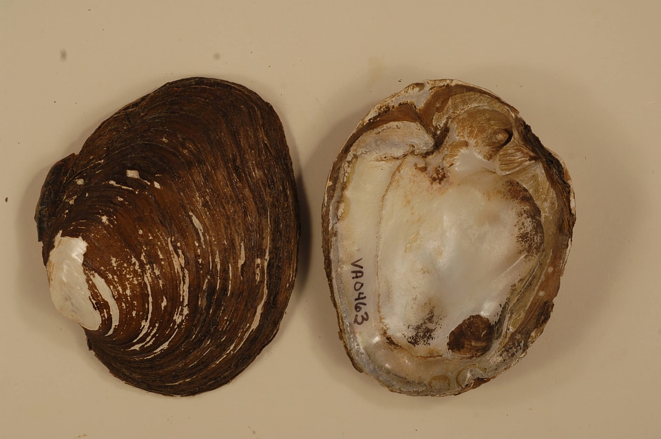 Fusconaia subrotunda-1