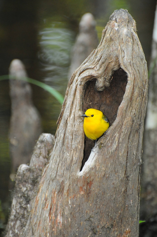 Prothonotary warbler in a heart shaped hole
