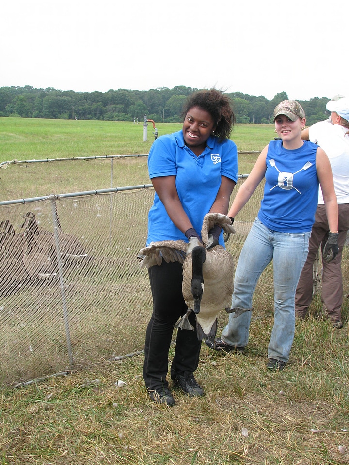 Canada goose banding-1