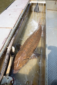 Gulf sturgeon on boat in holding tank