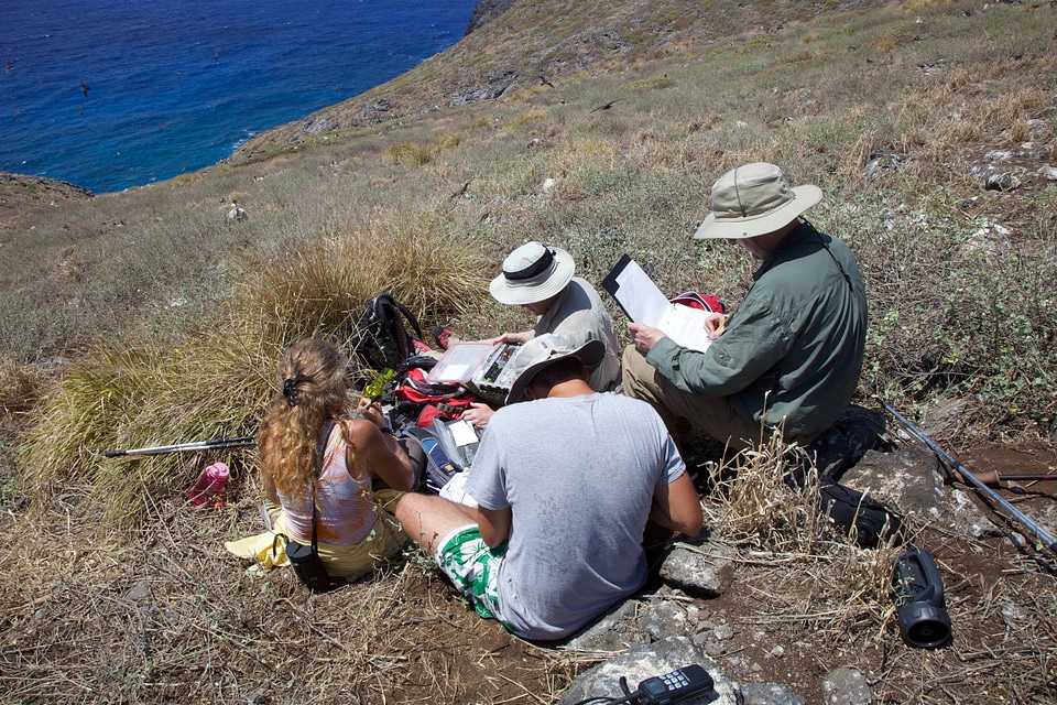 Nihoa Millerbird Translocation-3