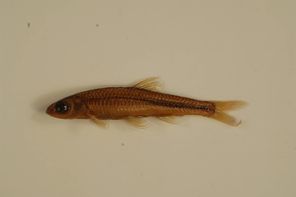 Notropis sp. 'sawfin shiner'