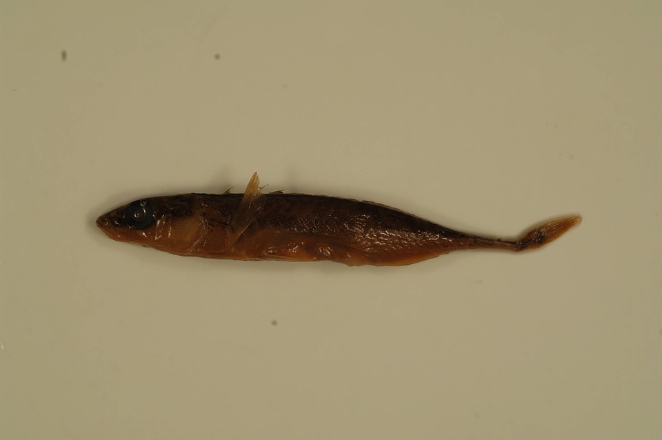 Pungitius pungitius