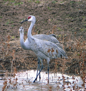 Sandhill Cranes-1