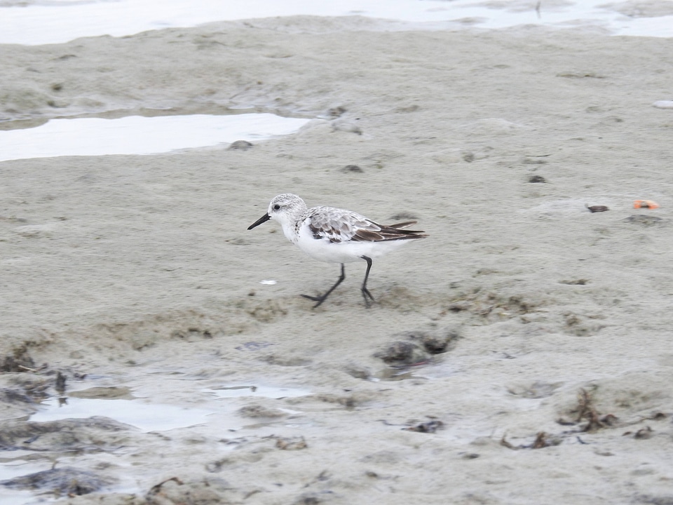Sanderling on the beach-2