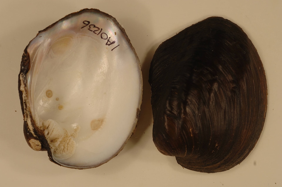 Amblema plicata-3