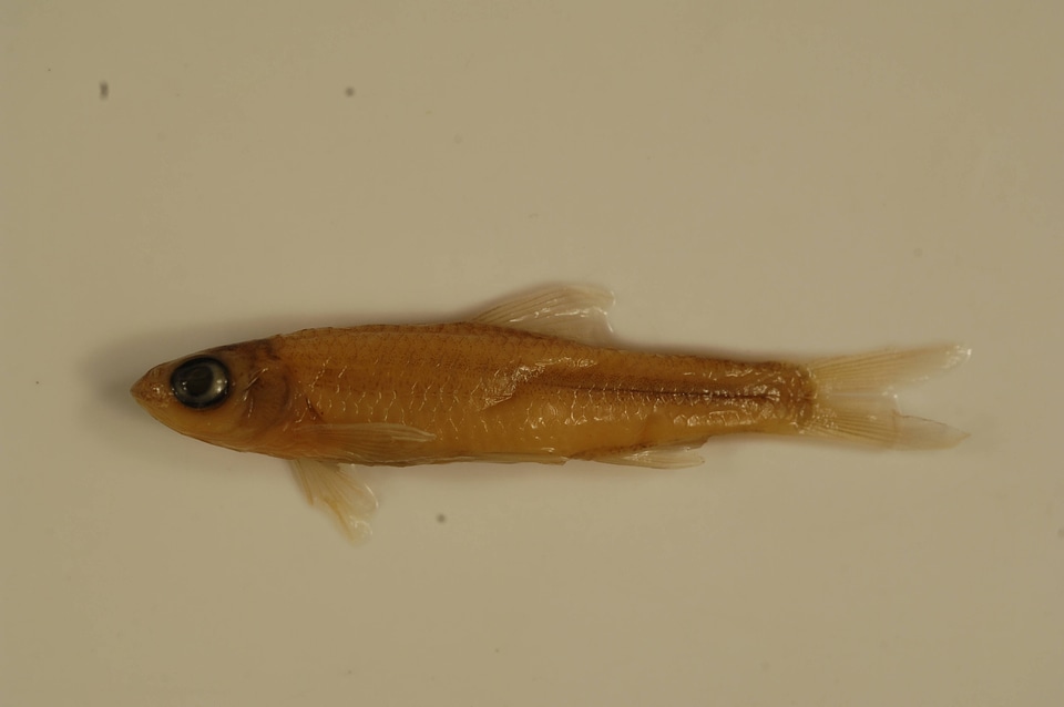 Notropis wickliffi-2