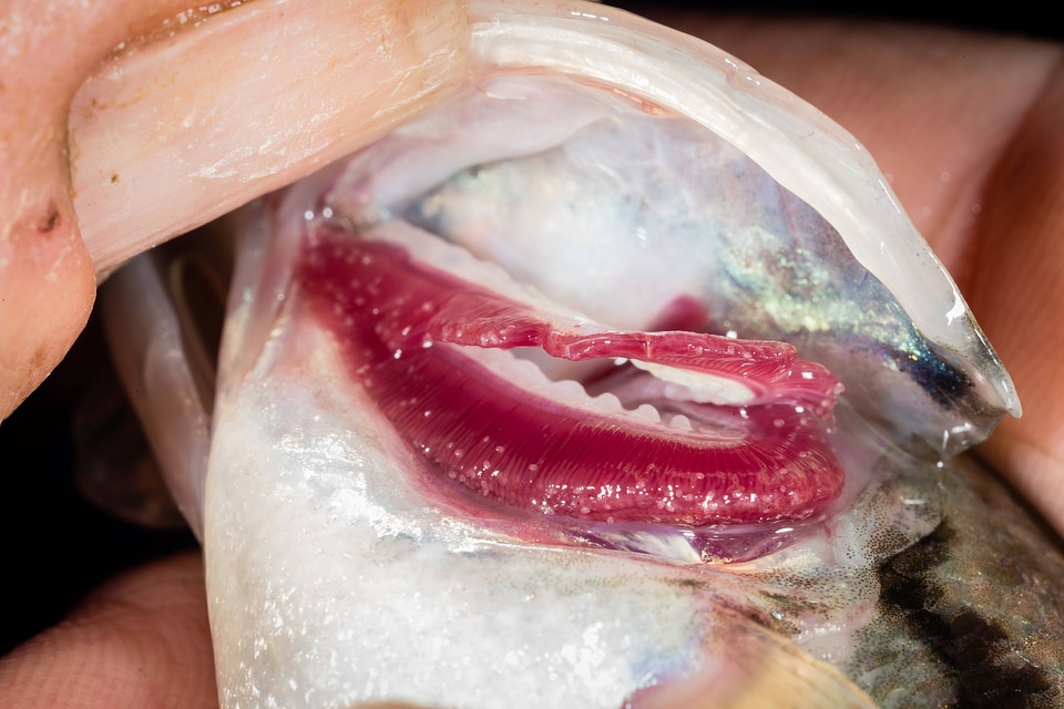 Glochidia on bass gill-2