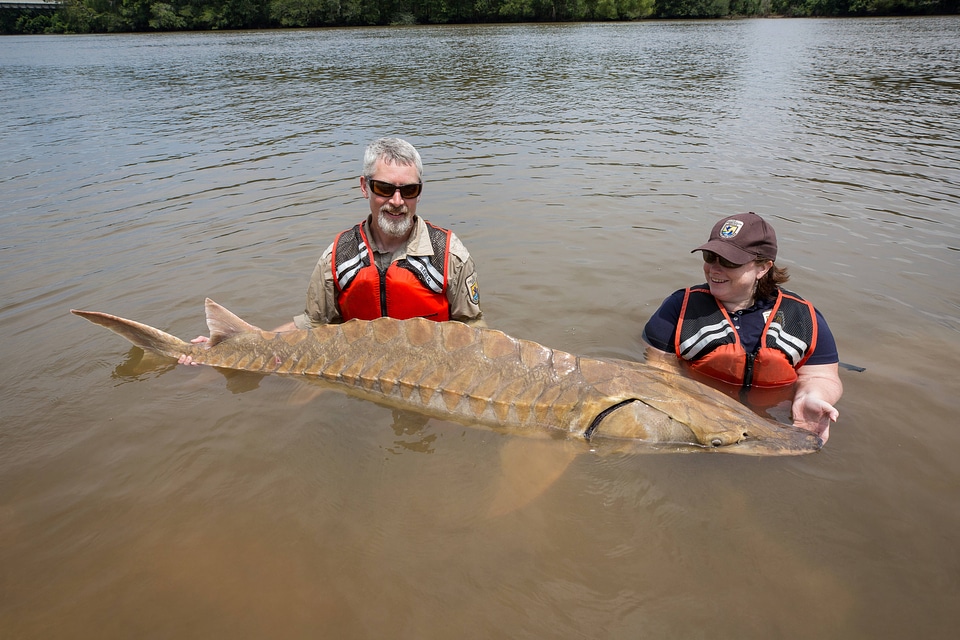 Biologists show length of Gulf sturgeon in river-4