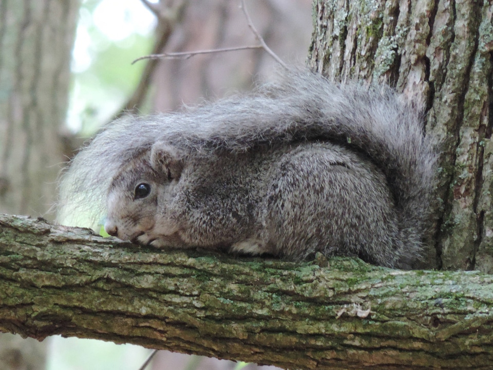 Delmarva Peninsula fox squirrel-6
