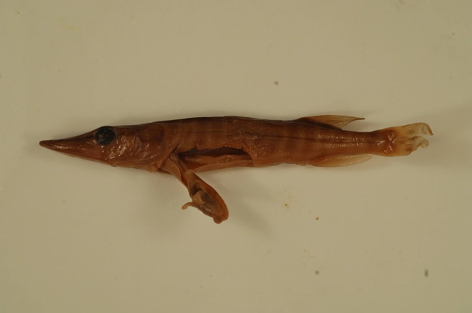 Esox masquinongy x lucius-2