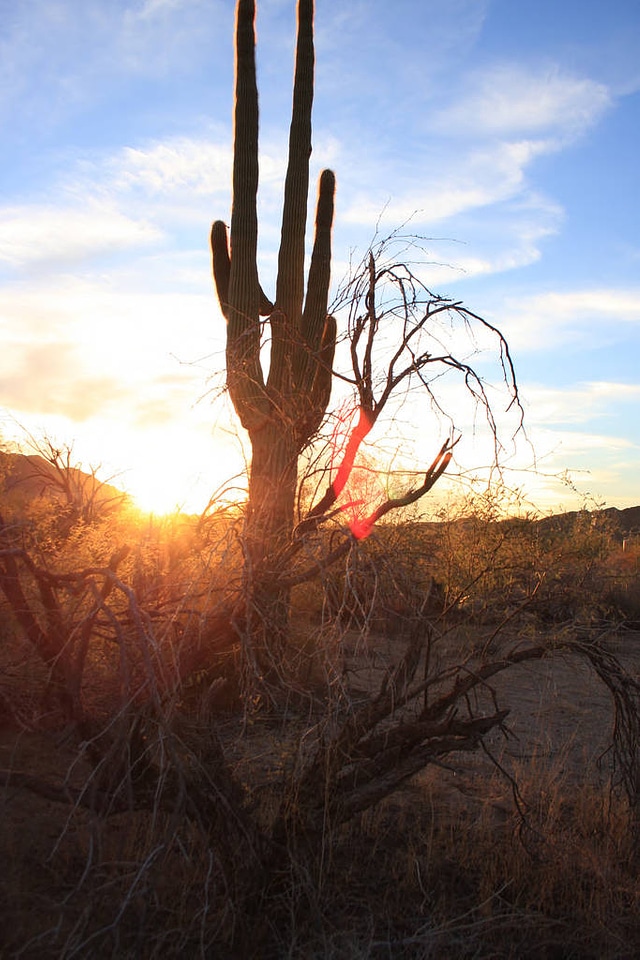 Cactus Silhouetted by the Morning Sun