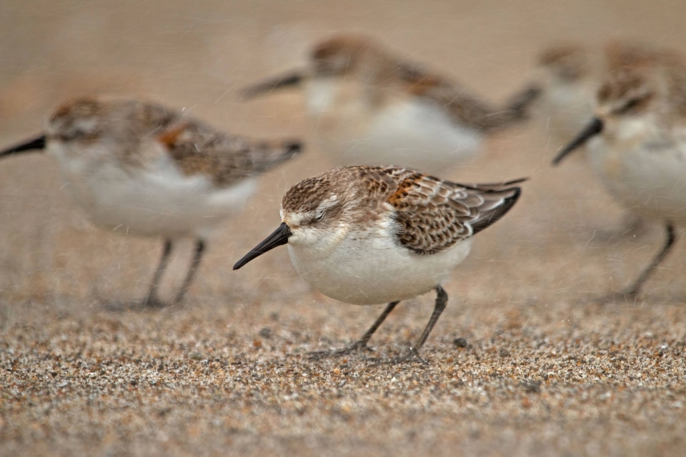 Western Sandpipers