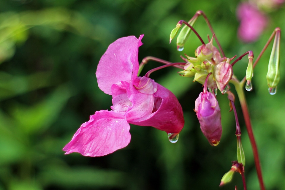 Bloom pink himalayan balsam