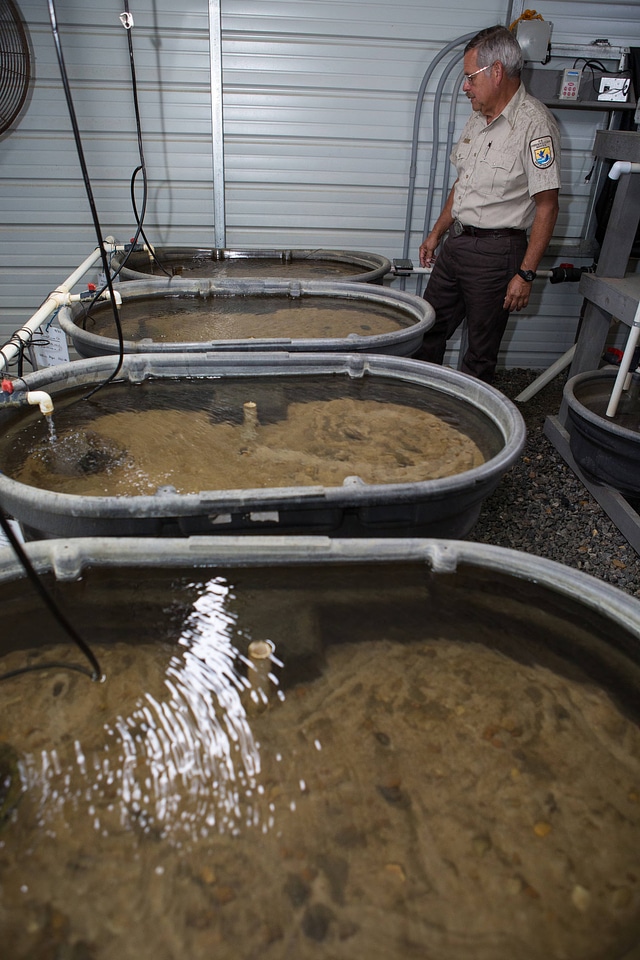 Capative propagation of the purple bankclimber mussel-1