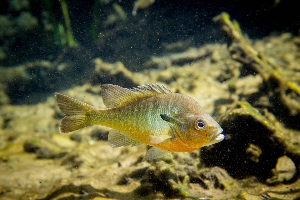 Close-up of Redbreast Sunfish-1