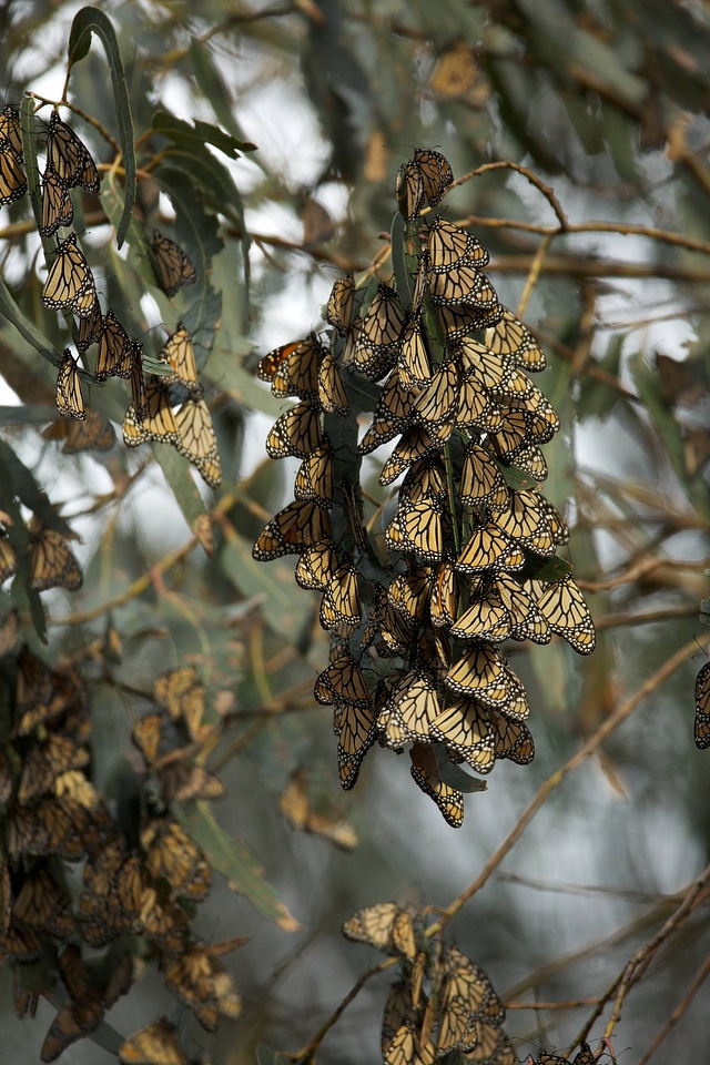 Monarch butterflies-2