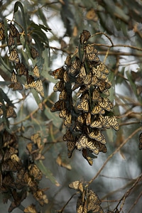 Monarch butterflies-2