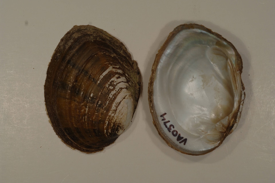 Ortmanniana ligamentina-1
