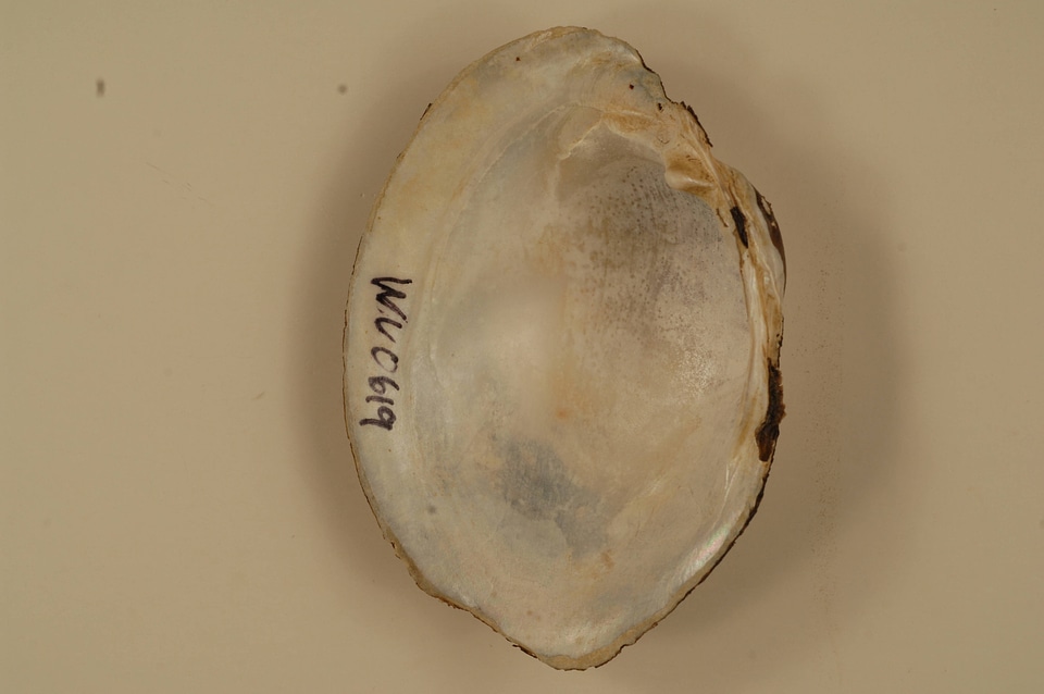 Lampsilis cardium (inside)