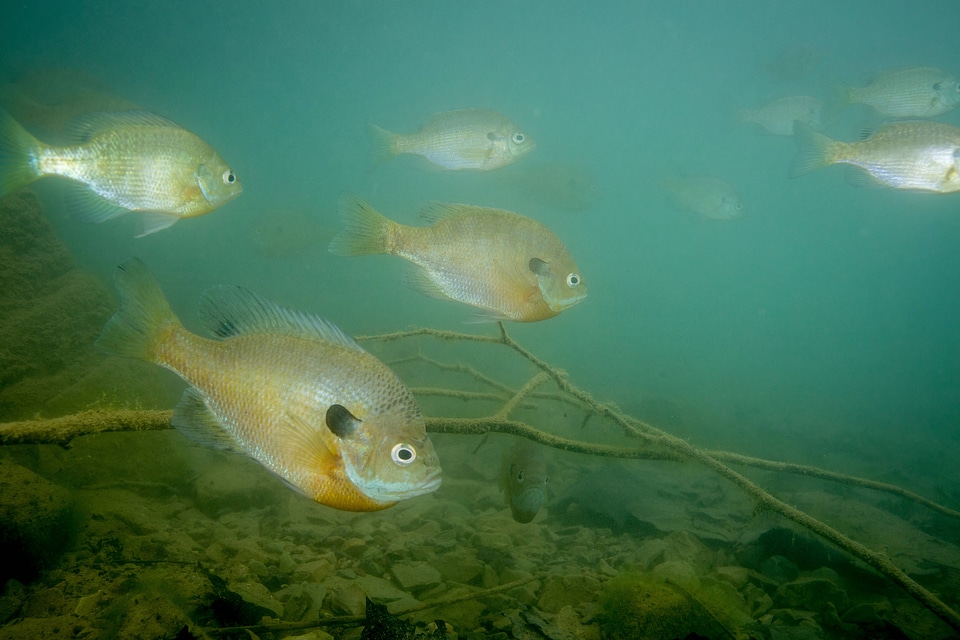 Several bluegills-2