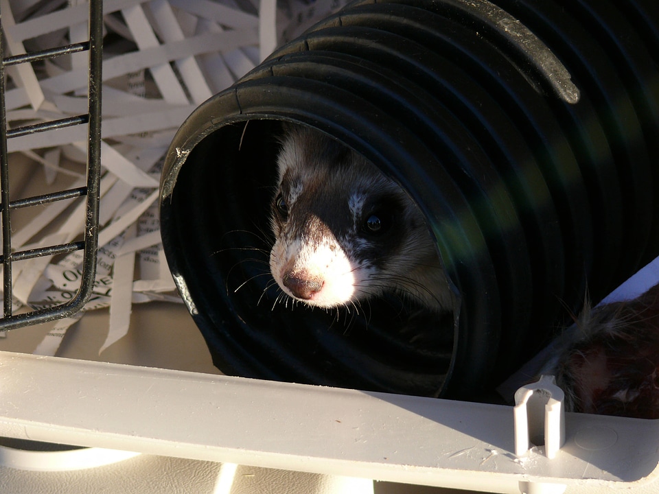 Black-footed Ferret-3