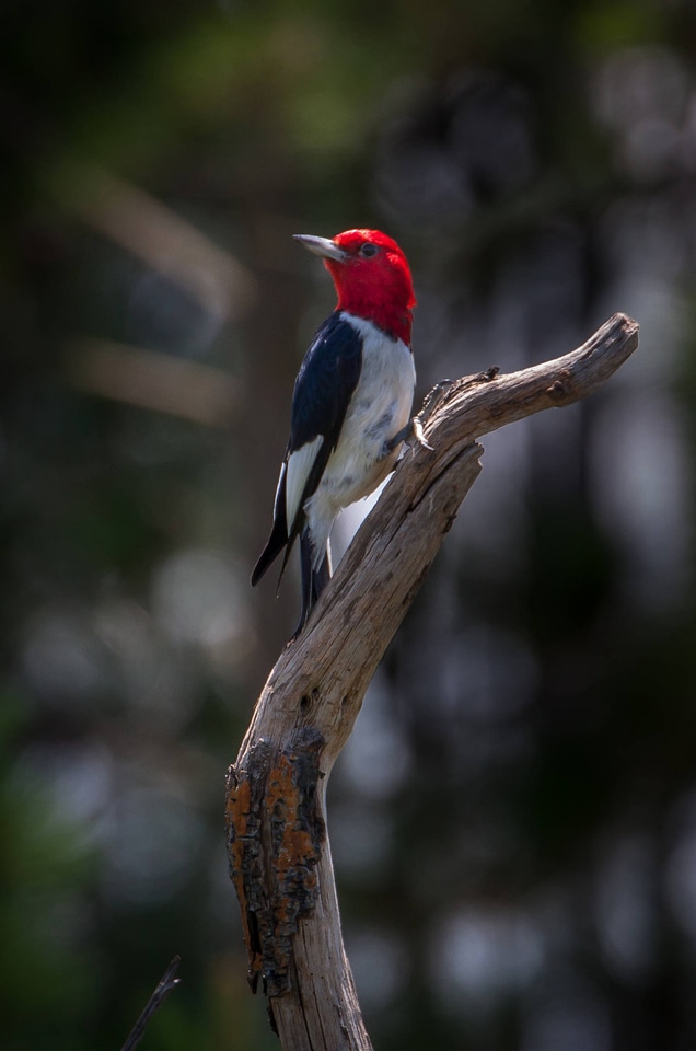 Red-headed woodpecker on dead snag-1