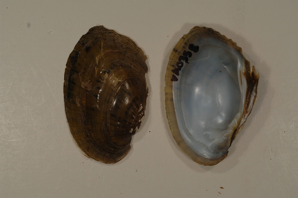 Ortmanniana pectorosa-2