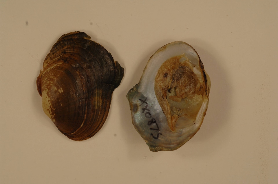 Epioblasma capsaeformis-1