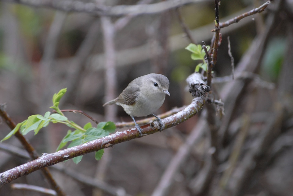 Warbling Vireo-1