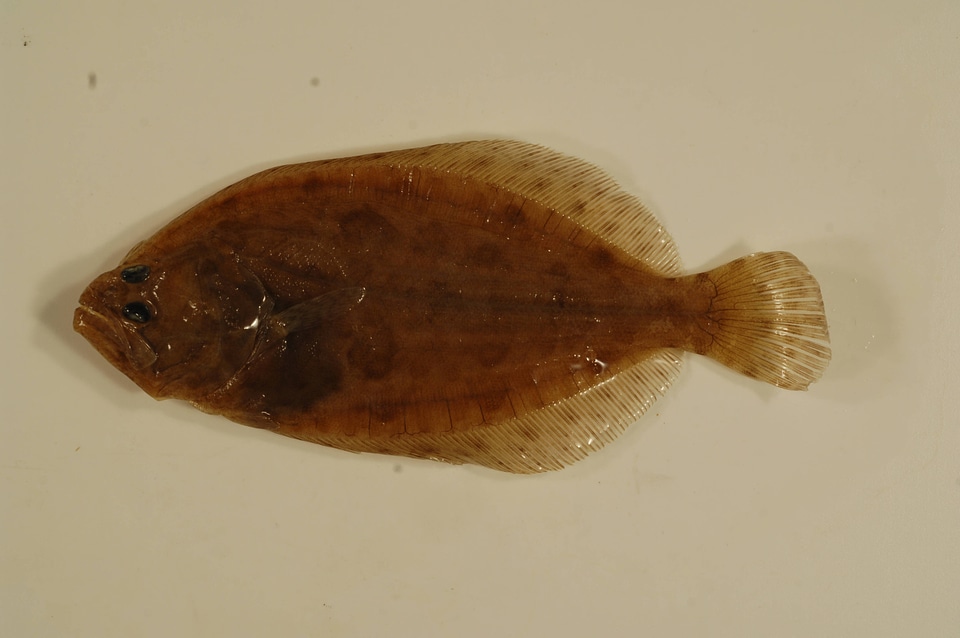 Paralichthys lethostigma