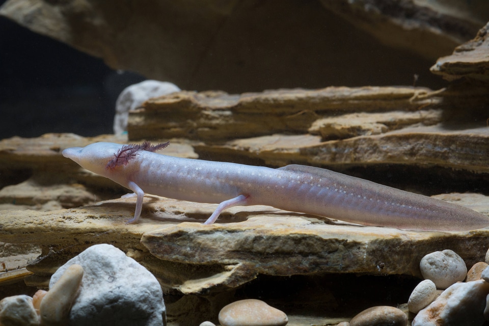 Texas Blind Salamander-1