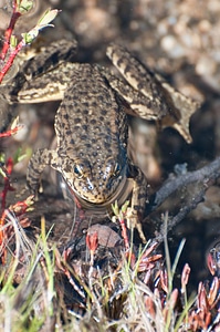 Mountain yellow-legged frog-2