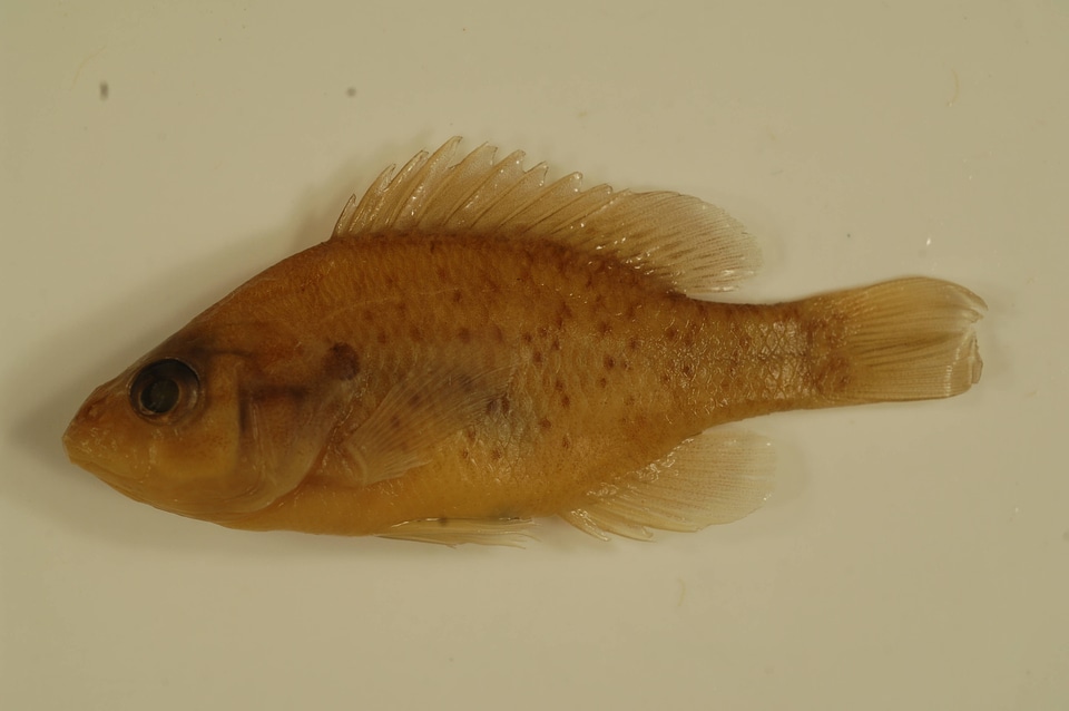 Lepomis humilis-1