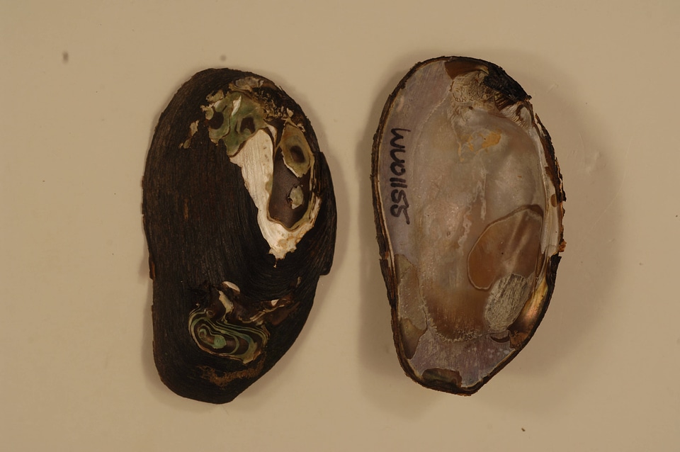 Elliptio complanata-2