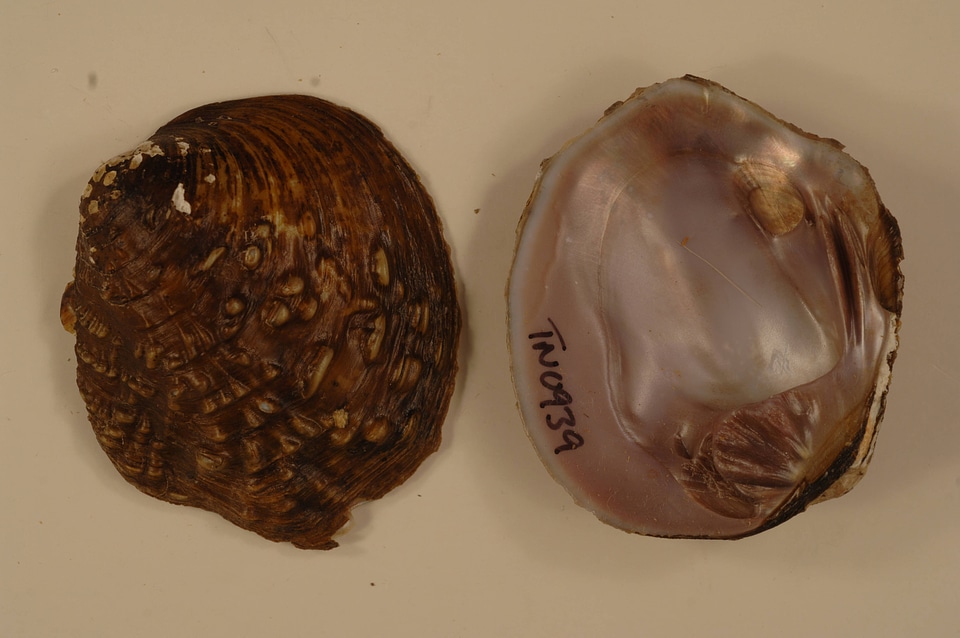 Cyclonaias tuberculata-1