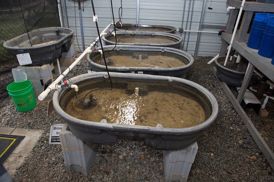 Capative propagation of the purple bankclimber mussel-1