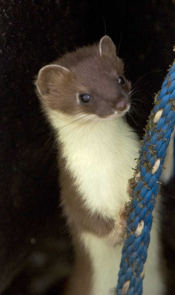 Weasel, Short-tailed-2