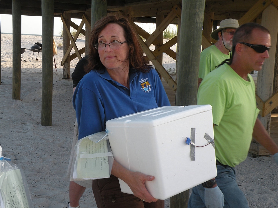 Sea turtle nest relocation-1